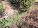 56426CIMG7979.JPG