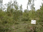 12262GT082_Eucalypt_plantation.JPG