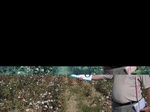 11575056-Irrigated (Surface water) cotton-b.jpg