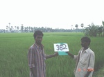 132930362b-irrigated-canal-rice-doublecrop-tripplecrop-greengram-blackgram.gif