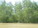54699Bulungan (194).JPG