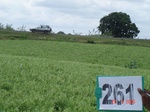 129400262c-rainfed-agriculture-mixed-crop-blackgram-dominant-sorghum-greenpeas.gif