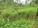 53341CIMG6627.JPG