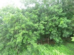 34830CIMG1491.JPG