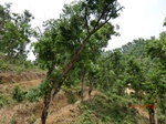 53406CIMG6722.JPG