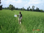 74350313a-rainfed-forest-agriculture-rice.jpg