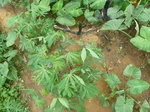 20272P1020127.JPG
