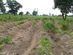 18675P1000513.JPG
