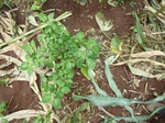 20068P1010919.JPG