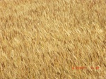 29687CIMG0978.JPG