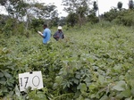 12270GT170_weedy_cassava.JPG