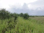 24860DSC01038.JPG