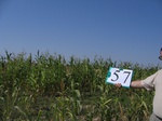 8087057-Irrigated (Surface water) maize-a.jpg
