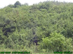 1594R0015246_tag.jpg