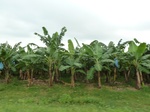 25852P1020271.JPG