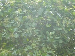 25803P1020222.JPG