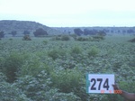 129840274a-rainfed-agriculture-cotton.gif