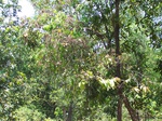 492719042008(16).JPG