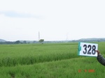131850328b-irrigated-canal-rice.gif