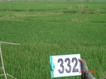 131970332b-rainfed-agriculture-rice.gif