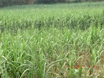 32875CIMG2009.JPG