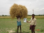 13150031a-irrigated-supplemental-tank-rice-double-crop.gif