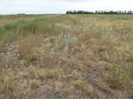 39239MANG20110907S.JPG