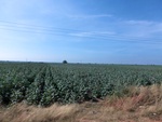56113CIMG6814.JPG