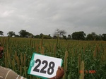 128150228c-rainfed-agriculture-millet.gif