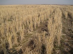8562IMG_0386.JPG