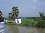 12367005b-irrigated-canal-Nagarjunsagar-rice-dominant.gif