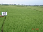 132540349c-irrigated-supplemental-tank-rice-doublecrop.gif