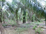 50643CIMG1272.JPG