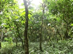 51026CIMG4335.JPG