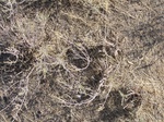 10386vp-074-Scrubland-a.jpg