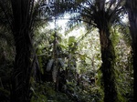 12038GT295_valley_bottom_oilpalm_banana.JPG