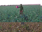 11420001-irrigated-cotton-sw-1b.jpg