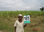 126770185b-irrigated-supplemental-groundwater-sugarcane.gif