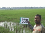 132170338b-rainfed-agriculture-rice.gif