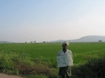 7742gt0134b-cultivated-irrigated-rice-large-area.jpg