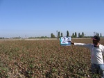10195024-Farm land (Surface water) Cotton-b.jpg