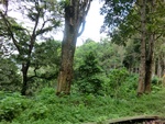 31149CIMG1011.JPG