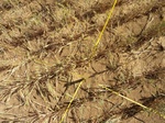 51335WA002_G1.JPG