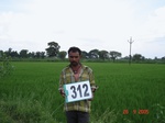 131210312c-irrigated-supplemental-tank-rice.gif