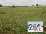 129380262a-rainfed-agriculture-mixed-crop-blackgram-dominant-sorghum-greenpeas.gif