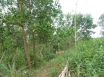 54999Berau (299).JPG