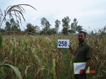 129190258a-rainfed-agriculture-maize-doublecrop-wheat.gif