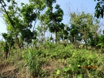 53299CIMG6570.JPG