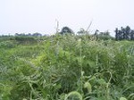 830R0015381_small.jpg