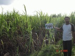 68980144b-irrigated-supplemental-groundwater-sugarcane.jpg